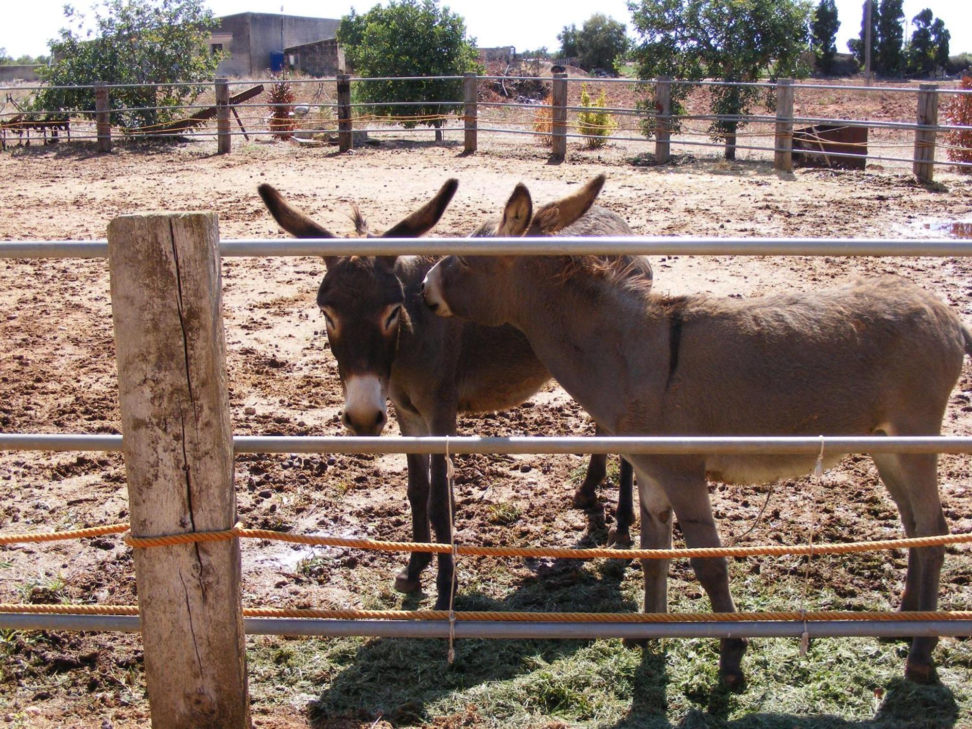 Agroturismo Finca Sant Blai Campos  Eksteriør bilde