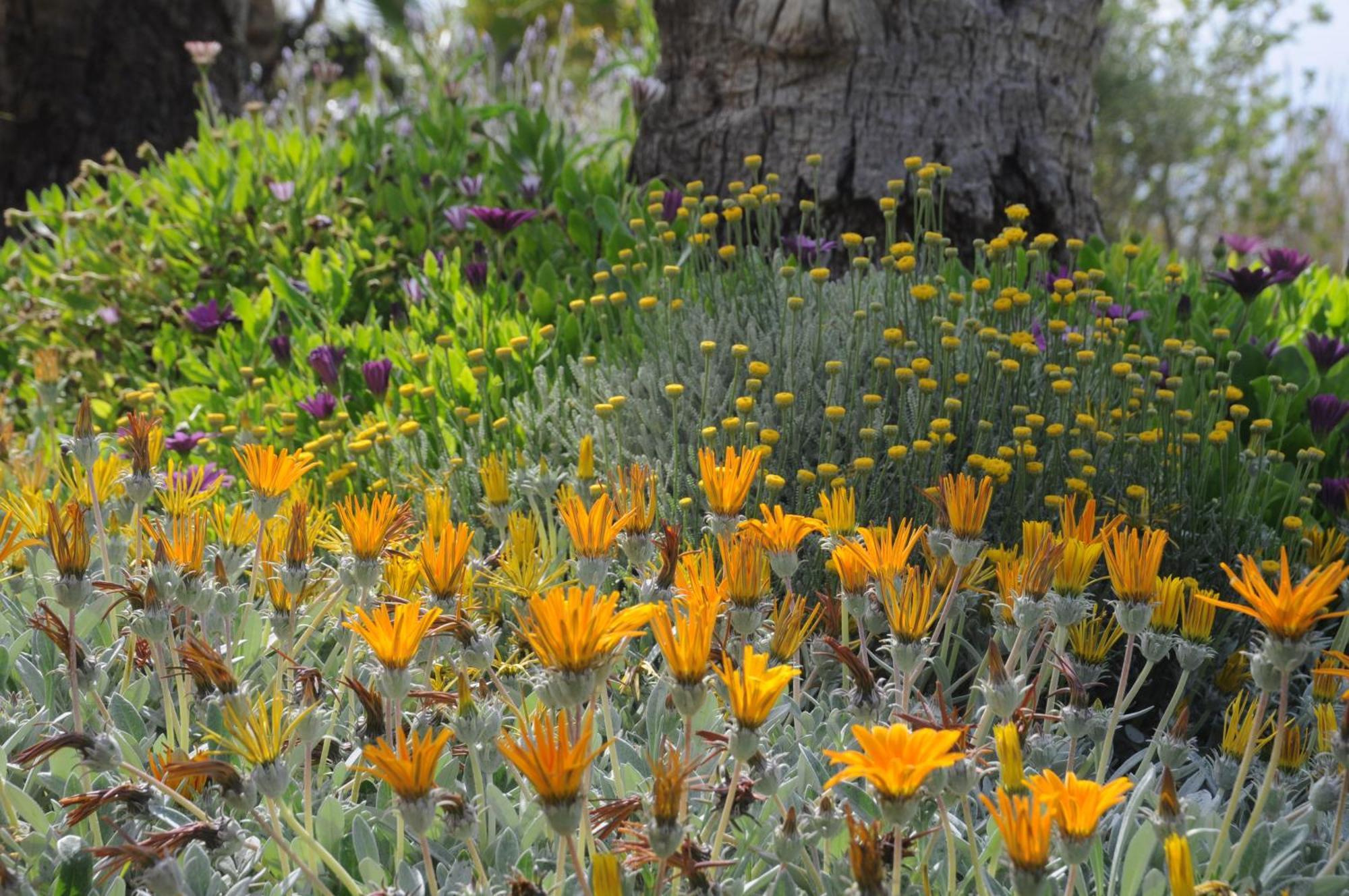Agroturismo Finca Sant Blai Campos  Eksteriør bilde