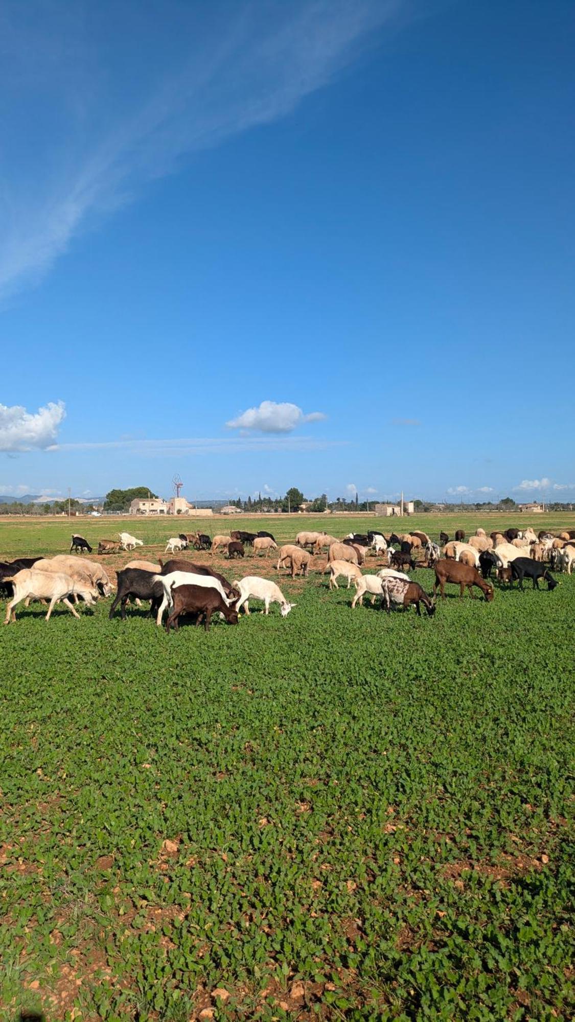 Agroturismo Finca Sant Blai Campos  Eksteriør bilde