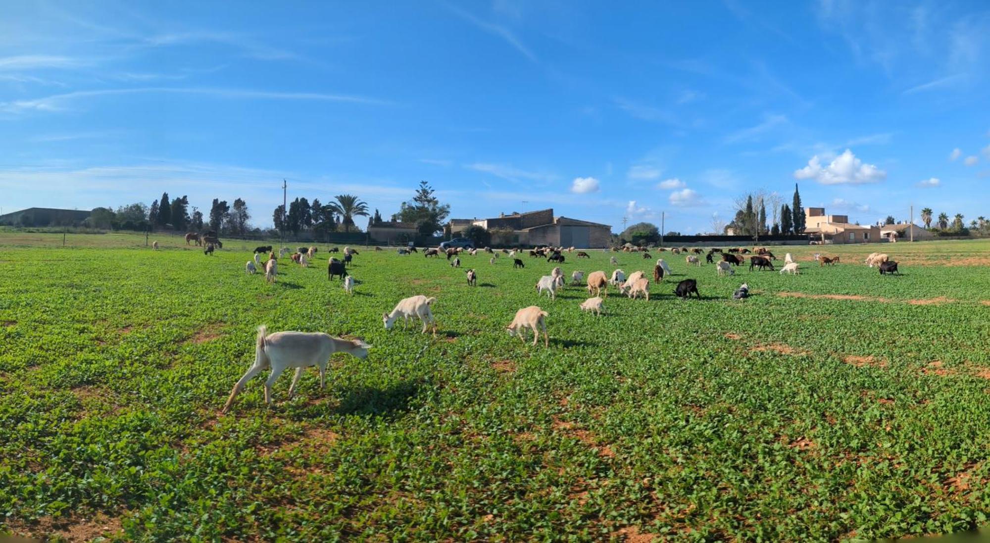 Agroturismo Finca Sant Blai Campos  Eksteriør bilde