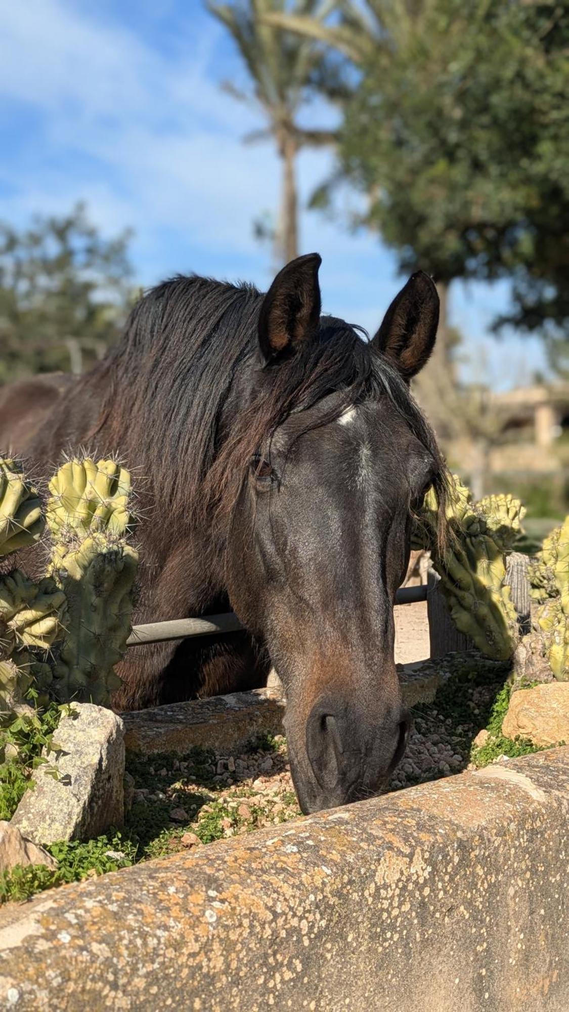 Agroturismo Finca Sant Blai Campos  Eksteriør bilde